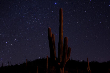 Desert Saguaro cactus on a starry night - Powered by Adobe