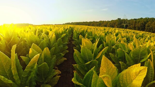 Tobacco field in Kentucky