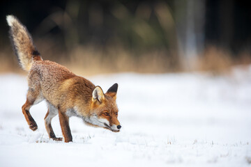 red fox (Vulpes vulpes) close up sniffing in the snow in a wild landscape