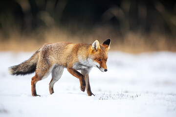 red fox (Vulpes vulpes) is walking next snowy forest