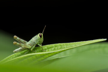green grasshopper on a leaf