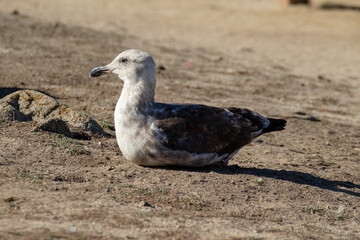 Juvenile California Gull with brown plumes Larus californicus, medium sized white gulls grey back, black primaries white tips and yellow beak with black ring