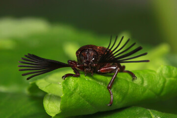 fly on leaf
