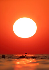 Greater Flamingos and the morning sun, Asker coast, Bahrain