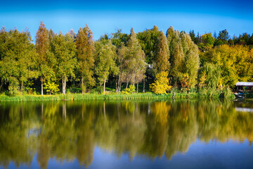 Yellow and green trees near the river in the autumn forest