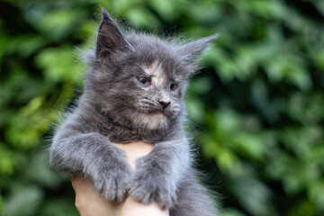 A lovely month old maine coon kitten in hands on green leaves background, outdoors.