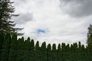 
Summer landscape on the lake, and around the forest and park.