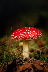 Amanita mushroom