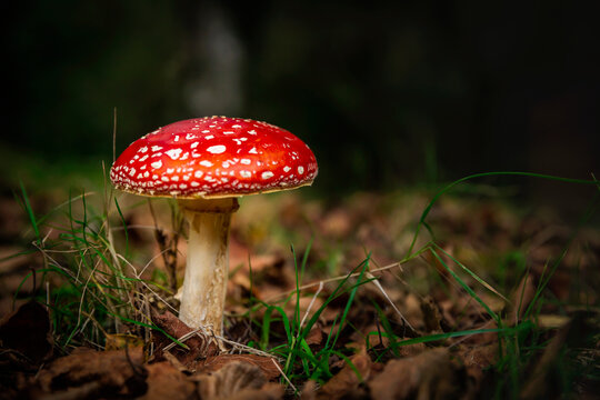 Amanita mushroom
