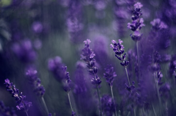 Naklejka premium lavender