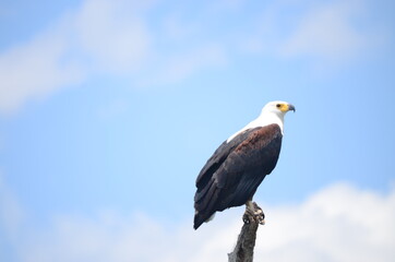 Bald Eagle with a clear sky background