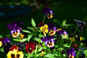 Pansies in a flower bed