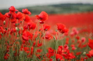 poppy field
