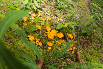 Pfifferling auf Moosboden.