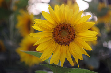 sunflower