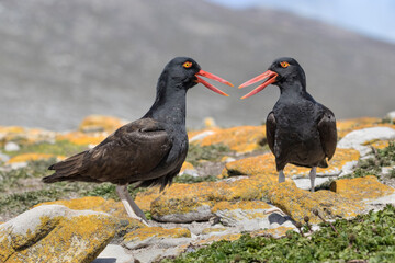 Blackish Oysercatcher pair alarm calling at nest site