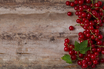 Red currant berry on an old tree from above 