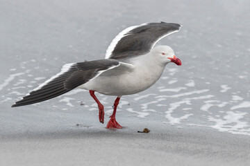 Dolphin Gull