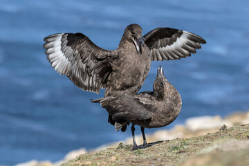 Falkland Skua copulating pair