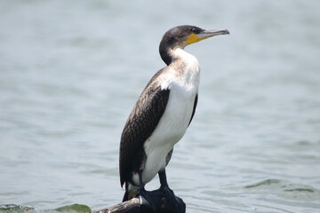 Beautiful Birds at Lake Naivasha Kenya