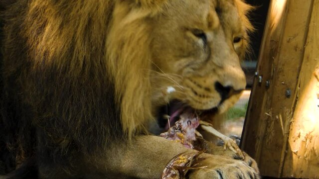 Close up of a lion, eating a chicken.