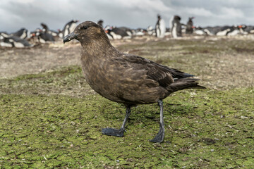 Falkland Skua waiting around at a Gentoo Penguin colony