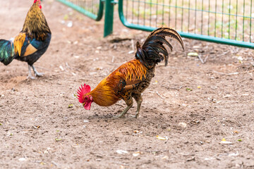Rooster pecks food on the rural village. Selective focus.
