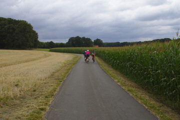 Drei Radfahren fahren an einem Maisfeld entlang