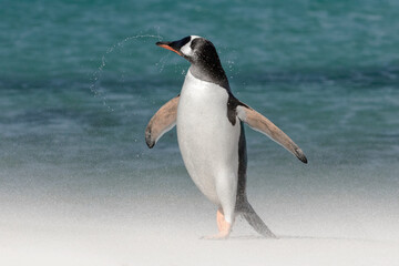 Gentoo Penguin shaking sea water out of its nostrils