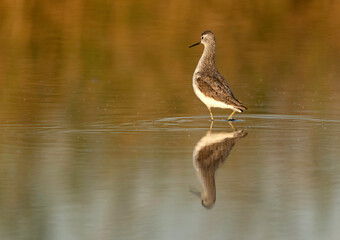 Common Sandpiper at Asker marsh , Bahrain