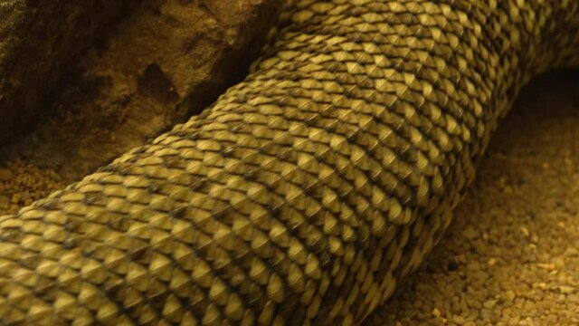 Rattlesnake crawling by