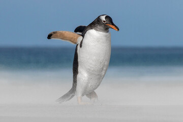 Gentoo Penguin walking in a sandstorm