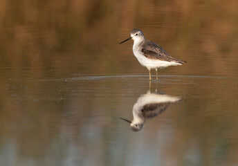 Marsh Sandpiper at Asker marsh , Bahrain