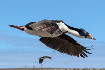 King Cormorant