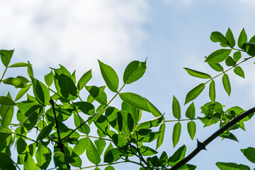 Green leaves of Zanthoxylum americanum or prickly ash. Sichuan pepper in summer garden on blye sky background. Nature concept for design. Place for text
