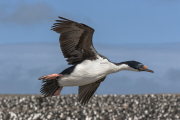 King Cormorant