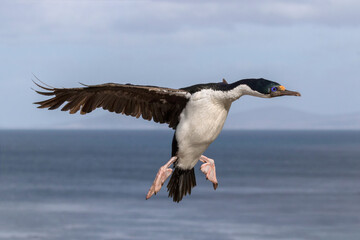 King Cormorant