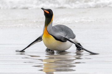Fototapeta na wymiar King Penguin coming ashore