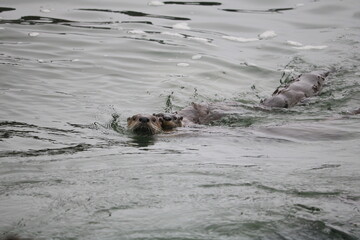River otter family playing in ocean