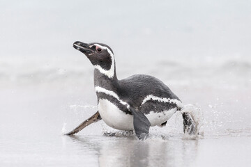 Obraz premium Magellanic Penguin coming ashore