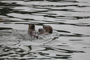 River Otter family playing in ocean