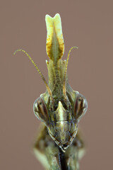 Focus stacking d'insecte - Empuse penn&eacute;e - Diablotin - Empusa pennata