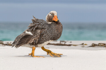 Falklands flightless Steamer Duck male