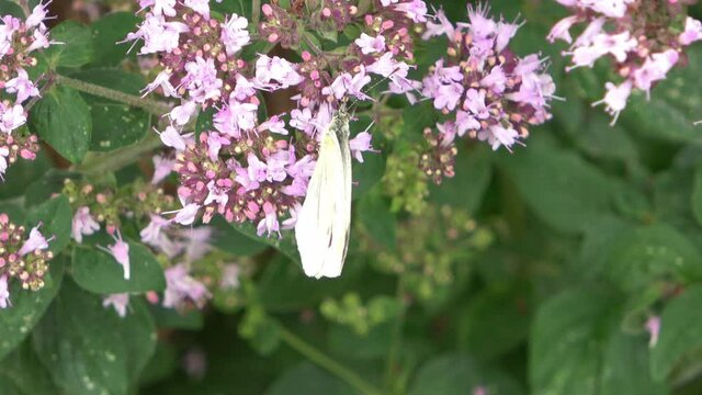 Beautiful white butterfly (Pieris brassicae) looking for nectar on purple flowers