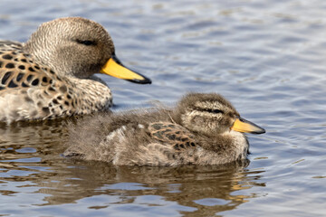 Yellow billed Teal duckling