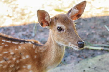 Chital,Spotted deer standing in the zoo.
