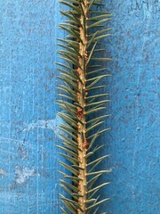 pine branch on a blue background