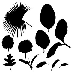 Black various tropical jungle leaves set. Isolated palm tree branches and herbs leaf or foliage silhouette. Vector.