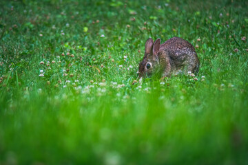 rabbit in grass
