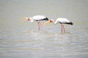 Birds at Lake Naivasha Kenya